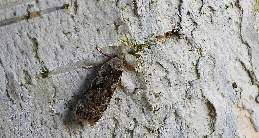 Psotka brzezinowa (Anacampsis blattariella)