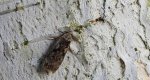 Psotka brzezinowa (Anacampsis blattariella)