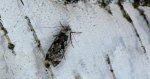Psotka brzezinowa (Anacampsis blattariella)