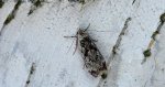 Psotka brzezinowa (Anacampsis blattariella)