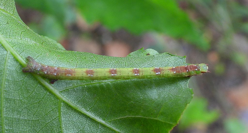 Ciemnokres wierzbowiec (Cabera pusaria)