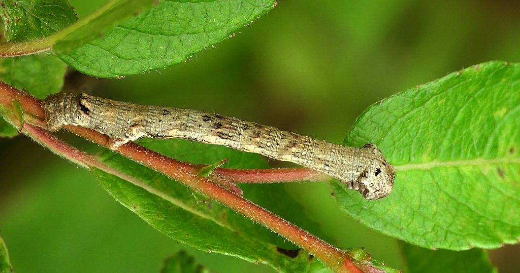 Nakreślik iwiniak (Plagodis pulveraria)