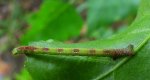 Ciemnokres wierzbowiec (Cabera pusaria)