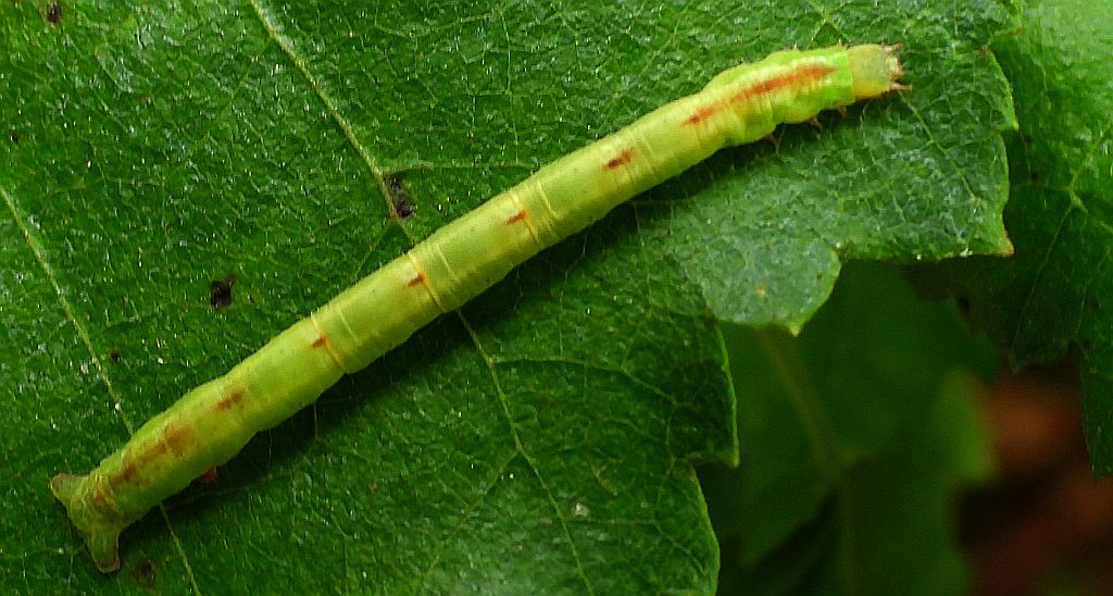 Ciemnokres wierzbowiec (Cabera pusaria)