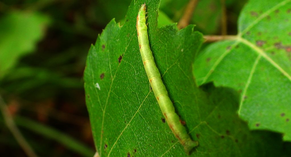 Ciemnokres wierzbowiec (Cabera pusaria)