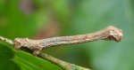 Nakreślik iwiniak (Plagodis pulveraria)