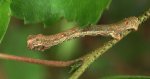 Nakreślik iwiniak (Plagodis pulveraria)
