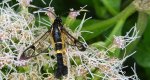 Przeziernik - Synanthedon mesiaeformis
