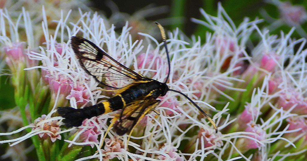 Przeziernik - Synanthedon mesiaeformis