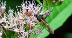 Przeziernik - Synanthedon mesiaeformis