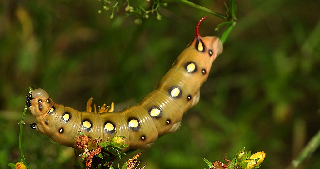 Zmrocznik przytuliak (Hyles gallii)