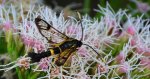 Przeziernik - Synanthedon mesiaeformis