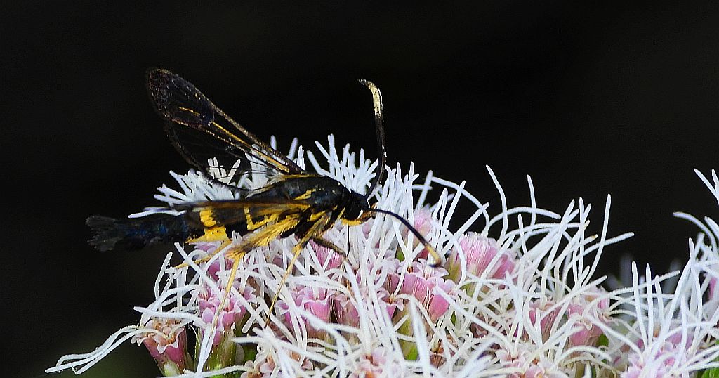 Przeziernik - Synanthedon mesiaeformis