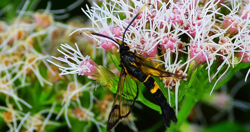 Przeziernik - Synanthedon mesiaeformis