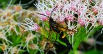 Przeziernik - Synanthedon mesiaeformis