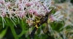 Przeziernik - Synanthedon mesiaeformis