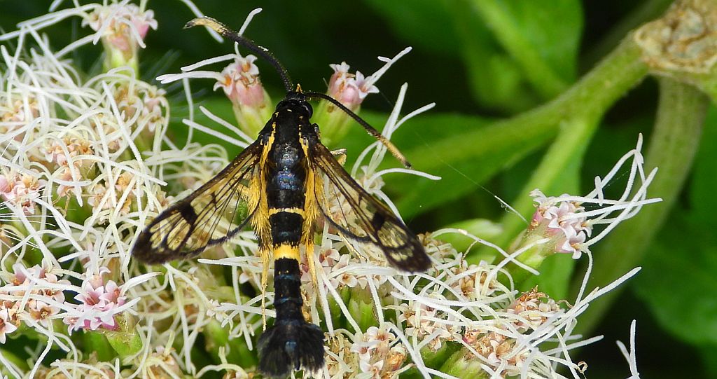 Przeziernik - Synanthedon mesiaeformis