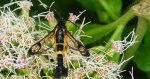 Przeziernik - Synanthedon mesiaeformis