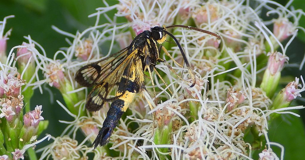 Przeziernik - Synanthedon mesiaeformis