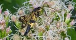 Przeziernik - Synanthedon mesiaeformis