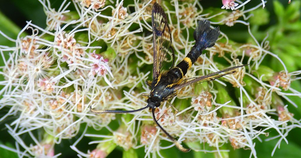 Przeziernik - Synanthedon mesiaeformis