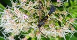 Przeziernik - Synanthedon mesiaeformis