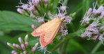 Łada różowica (Mitochrista miniata)
