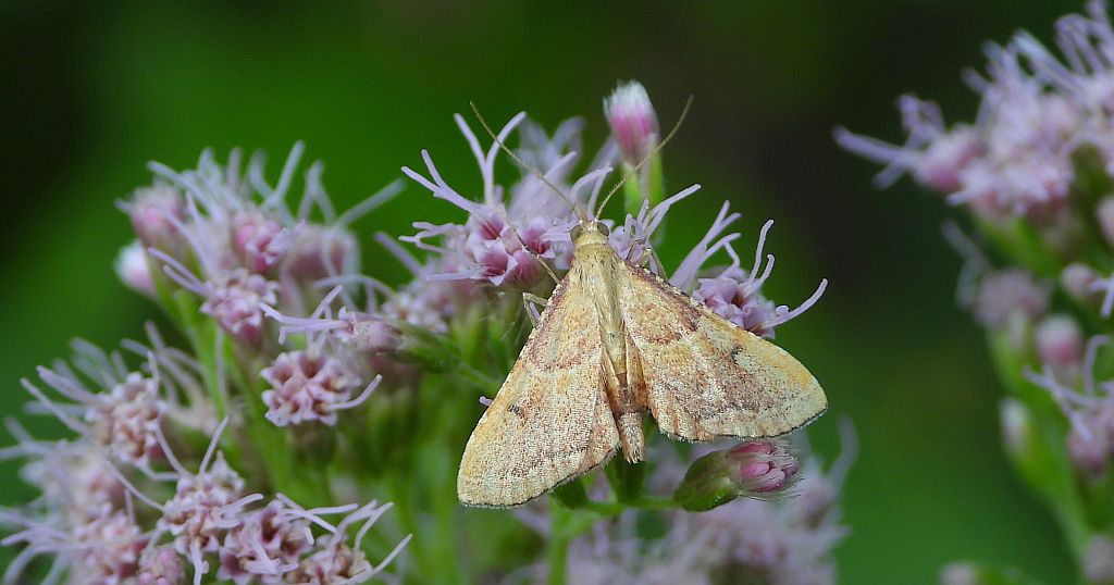 Endotricha flammealis