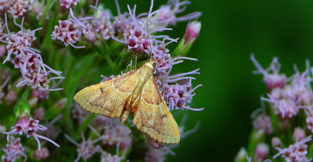 Endotricha flammealis