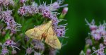 Endotricha flammealis