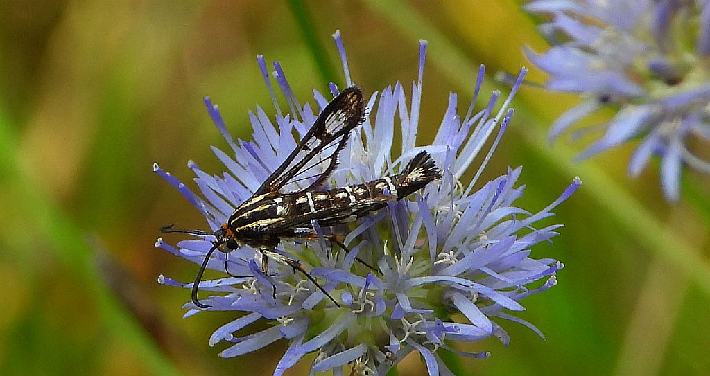 Przeziernik - Pyropteron triannuliformis