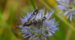 Przeziernik - Pyropteron triannuliformis