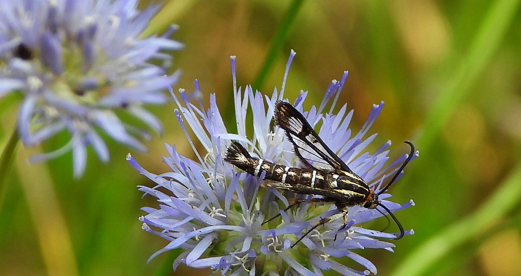 Przeziernik - Pyropteron triannuliformis