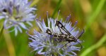 Przeziernik - Pyropteron triannuliformis