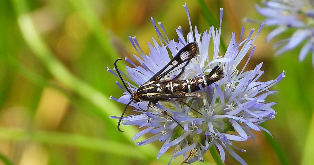 Przeziernik - Pyropteron triannuliformis