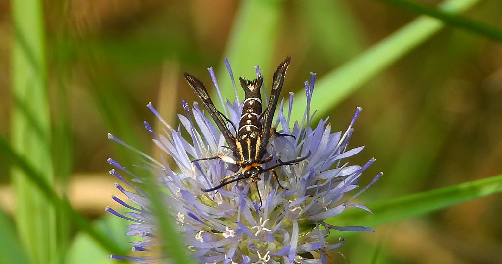 Przeziernik - Pyropteron triannuliformis
