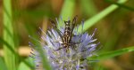 Przeziernik - Pyropteron triannuliformis