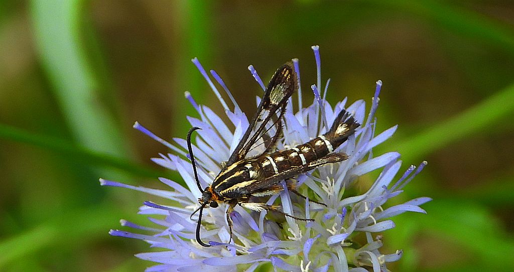 Przeziernik - Pyropteron triannuliformis