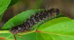 Wieczernica topolówka (Acronicta /Subacronicta/ megacephala)