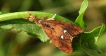 Znamionówka starka (Orgyia antiqua)