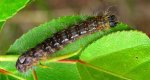 Wieczernica topolówka (Acronicta /Subacronicta/ megacephala)
