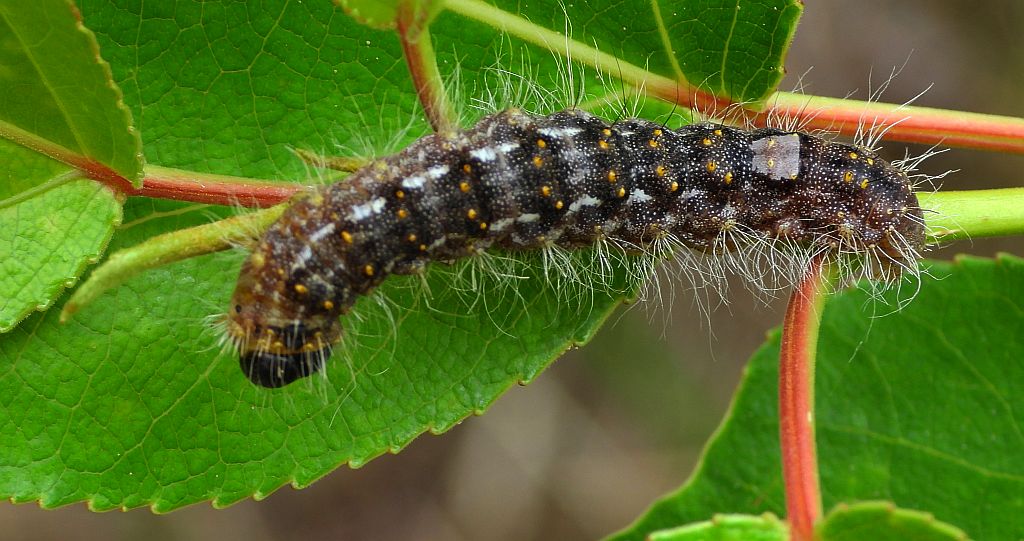 Wieczernica topolówka (Acronicta /Subacronicta/ megacephala)