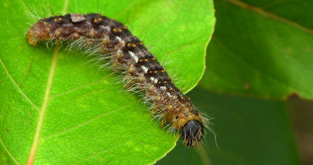 Wieczernica topolówka (Acronicta /Subacronicta/ megacephala)