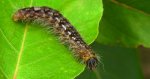 Wieczernica topolówka (Acronicta /Subacronicta/ megacephala)