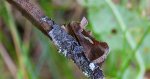 Błyszczka kroplówka (Macdunnoughia confusa)