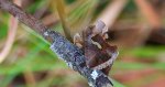 Błyszczka kroplówka (Macdunnoughia confusa)