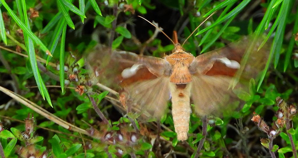 Błyszczka jarzynówka (Autographa gamma)