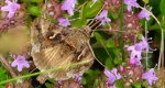 Błyszczka jarzynówka (Autographa gamma)