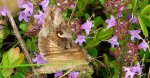 Błyszczka jarzynówka (Autographa gamma)