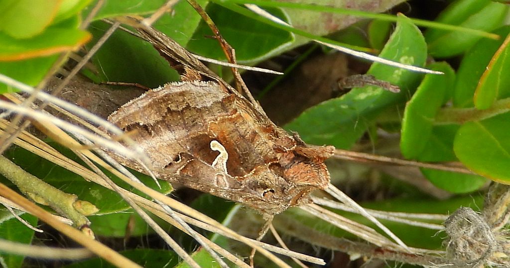 Błyszczka jarzynówka (Autographa gamma)